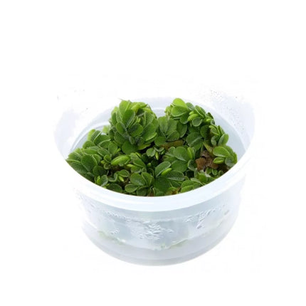 Akvariumo augalas Salvinia auriculata