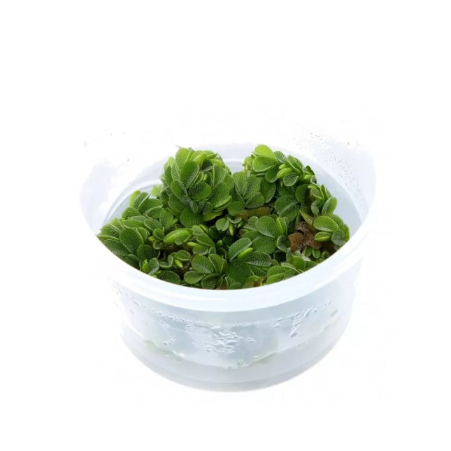 Akvariumo augalas Salvinia auriculata