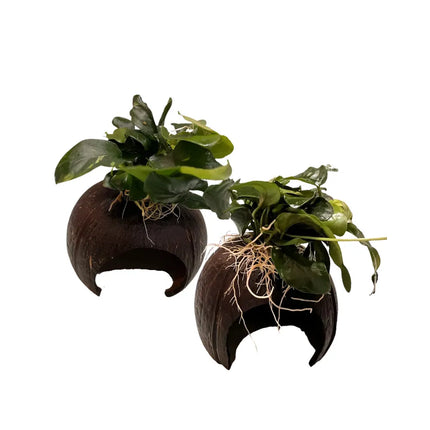 Akvariumo augalas Anubias ant kokoso