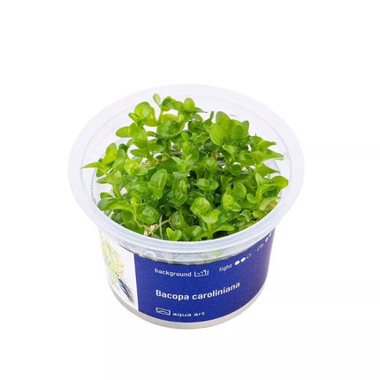 Akvariumo augalas Bacopa caroliniana