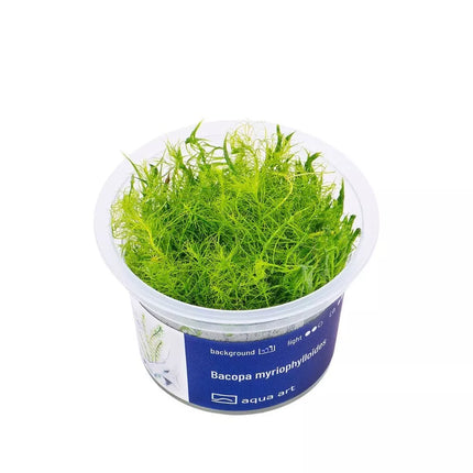 Akvariumo augalas Bacopa myriophylloides