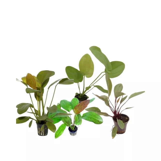 Akvariumo augalas Echinodorus