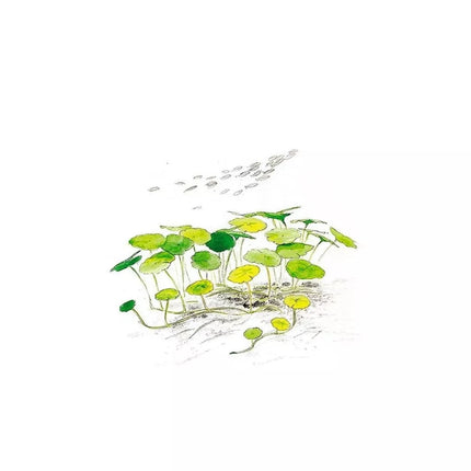 Akvariumo augalas Hydrocotyle verticillata