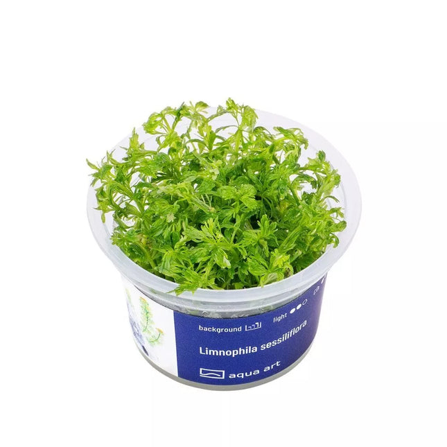 Akvariumo augalas Limnophila sessiliflora