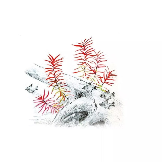 Akvariumo augalas Ludwigia arcuata