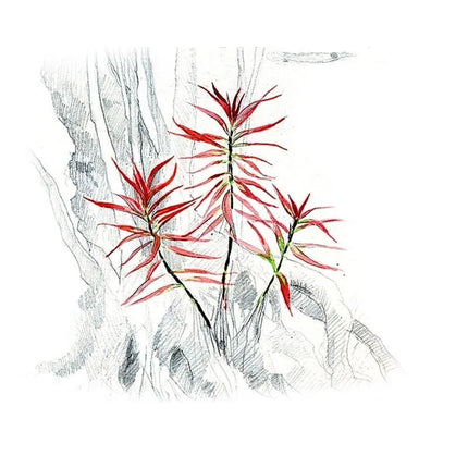Akvariumo augalas Ludwigia brevipes