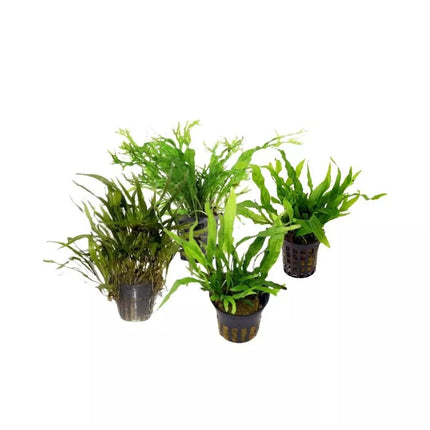 Akvariumo augalas Microsorum