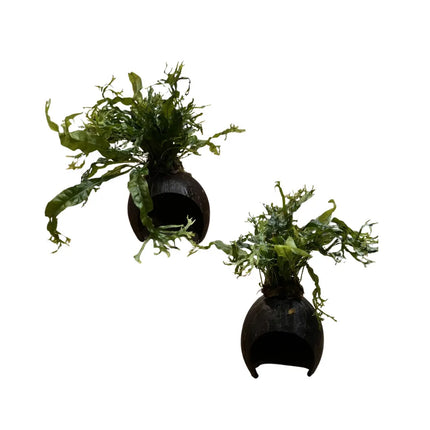 Akvariumo augalas Microsorum ant kokoso