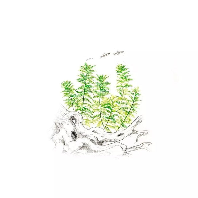 Akvariumo augalas Myriophyllum mattogrossense