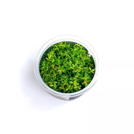Akvariumo augalas Rotala rotundifolia