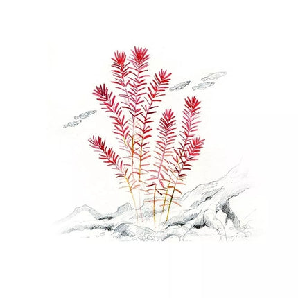 Akvariumo augalas Rotala rotundifolia