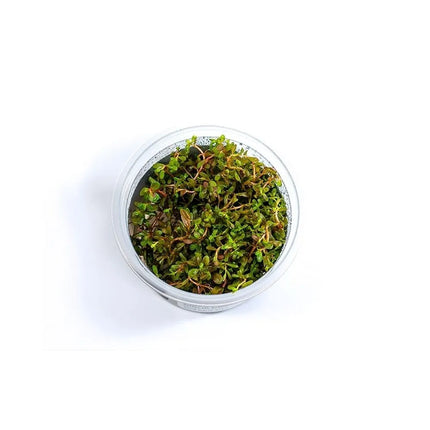 Akvariumo augalas Rotala sp. H'ra