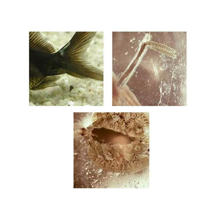 *Akvariumo priežiūros priemonė Argumor, 20 ml