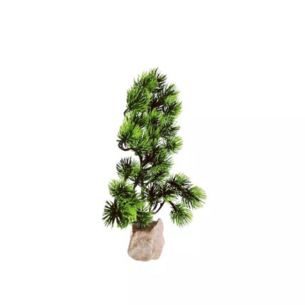 Augalas ant akmenuko L