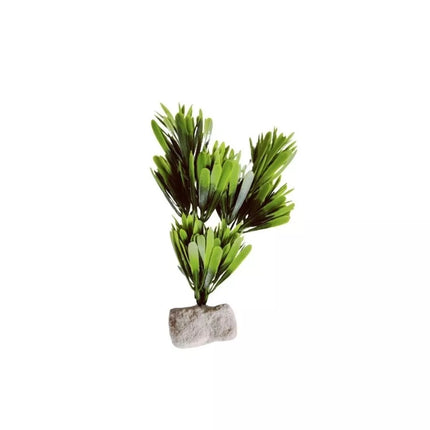 Augalas ant akmenuko L