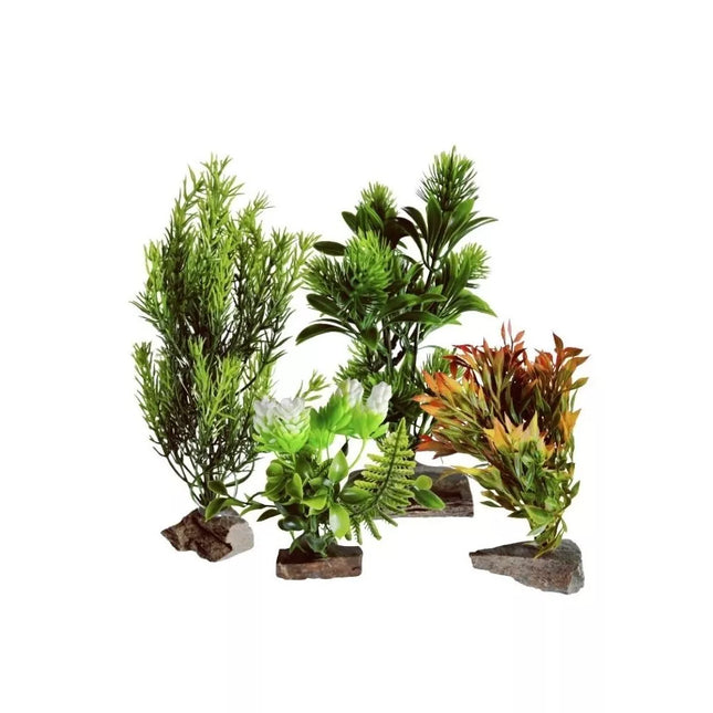 Augalas ant akmenuko L