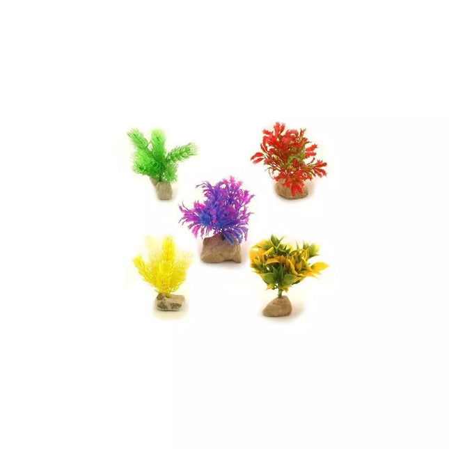 Augalas ant akmenuko M