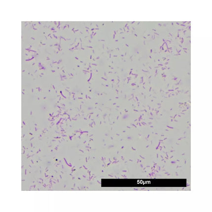 Denitrol gerosios bakterijos 250 ml