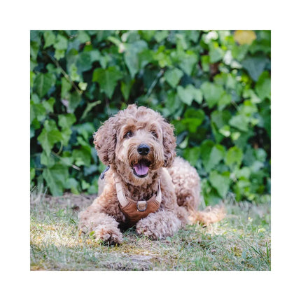 Petnešos Linum S 15 mm x kaklas 30/42 cm x krūtinė 38/50 cm, smėlinės