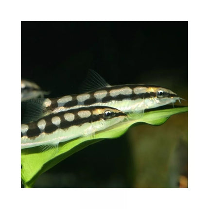 JBL ProNovo Botia Tab M pašaras žuvims 100 ml