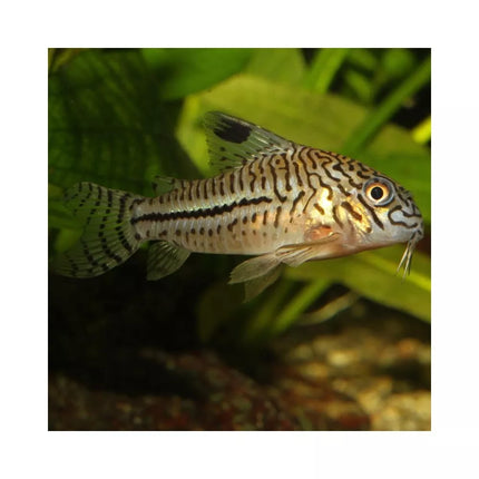ProNovo Corydoras Tab M pašaras žuvims 100 ml