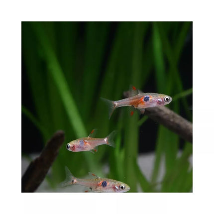 ProNovo Danio Grano XS universalus pašaras žuvims 100 ml (click)