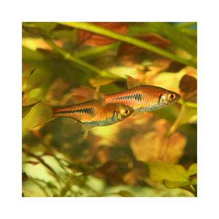 ProNovo Danio Grano XS universalus pašaras žuvims 100 ml (click)