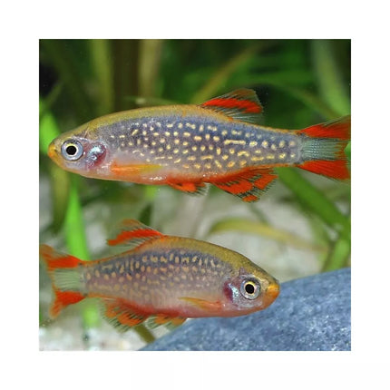 ProNovo Danio Grano XS universalus pašaras žuvims 100 ml (click)