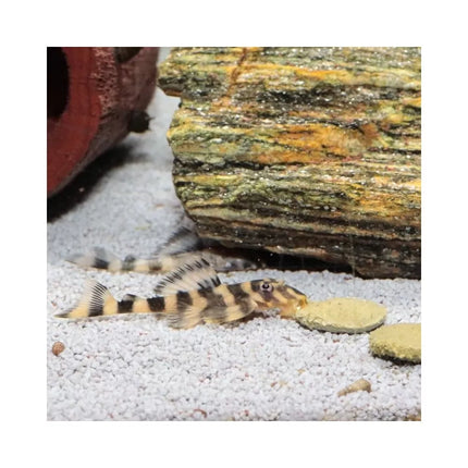 JBL ProNovo Pleco Wafer XL pašaras žuvims 1000 ml