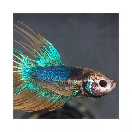 ProNovo Betta Flakes S pašaras Betta žuvims (gaideliams) 100 ml